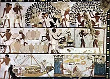 紀元前1500年の古代エジプトのワイン醸造